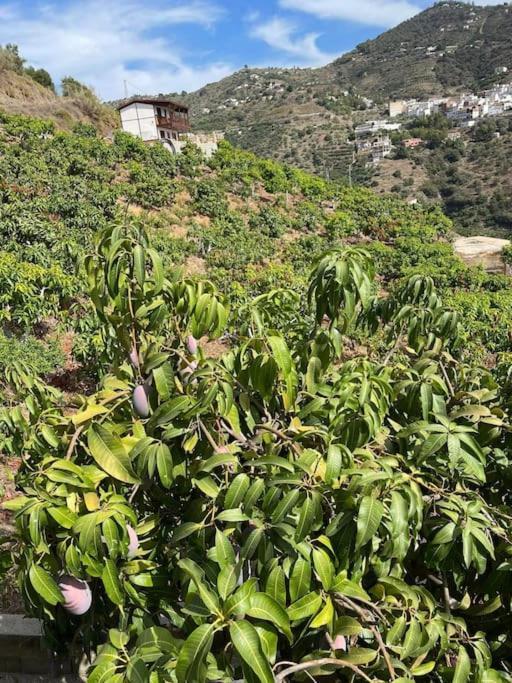 Last Chance For Spring In Competa, Malaga! *
